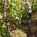 Vineyard
Plaats: Madeira
Foto: Turismo da Madeira Vineyard
Plaats: Madeira
Foto: Turismo da Madeira