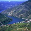 Pelo Douro acima até às quintas do vinho fino