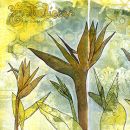 Urban Sketchers - Madeira
場所: Madeira
写真: Ketta Linhares Urban Sketchers - Madeira
場所: Madeira
写真: Ketta Linhares