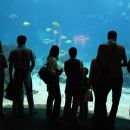 Férias em Familia
Lieu: Lisboa - Oceanário