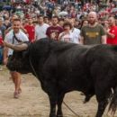 Vaca das Cordas
場所: Câmara Municipal de Ponte de Lima
写真: DR