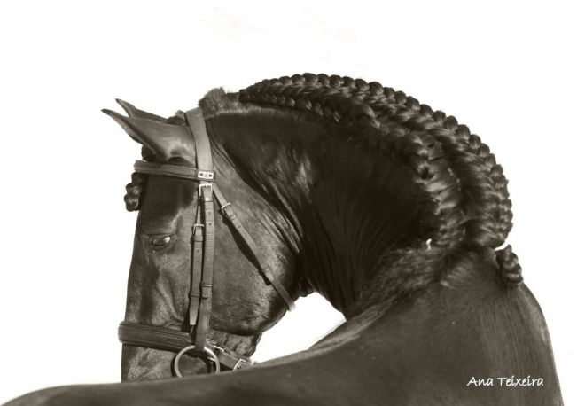 Cavalo do Rei - O Puro Sangue Lusitano Cavalo do Rei - O Puro Sangue Lusitano