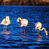 Flamingos場所: Ria Formosa写真: Turismo do Algarve