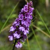 Orchid of the mountainLuogo: MadeiraPhoto: Turismo de Portugal