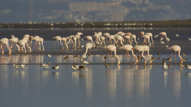 Flamingos_EstuarioTejo_JoãoJara