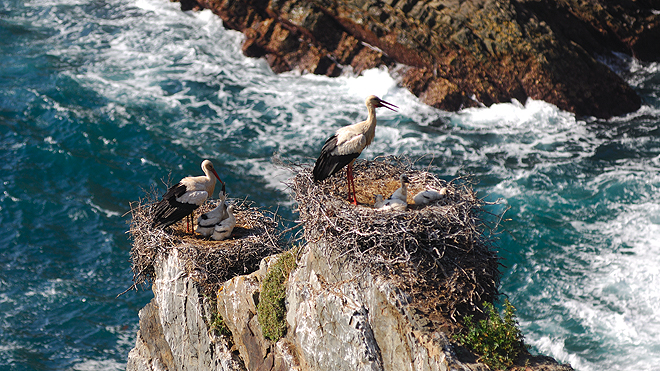 Rota Vicentina